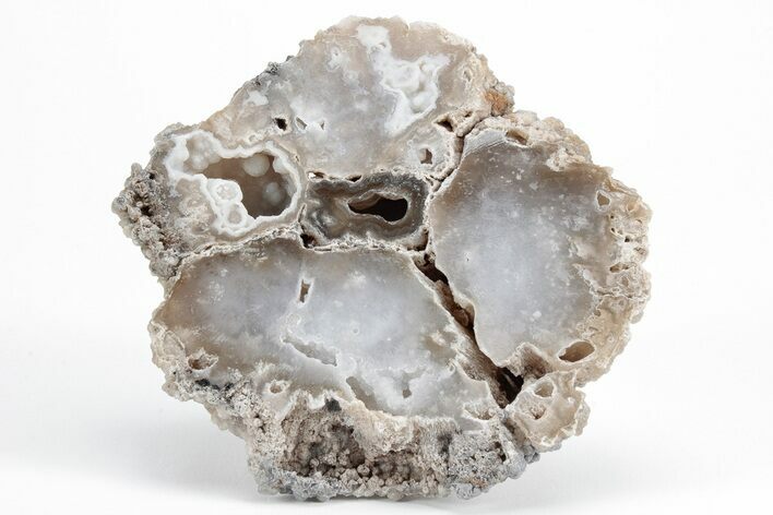Agatized Fossil Coral Geode - Florida #213002